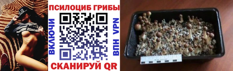 Псилоцибиновые грибы Magic Shrooms  Купить  Краснознаменск 